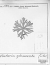 Coleroa circinans image